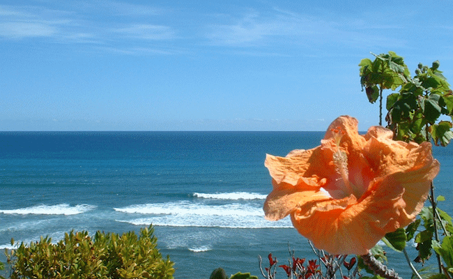 花と海