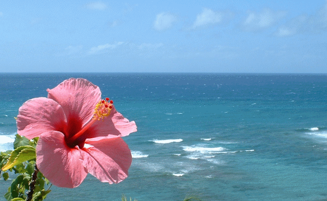 beach wave