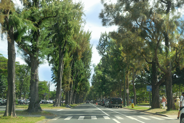 カピオラニ公園の並木道