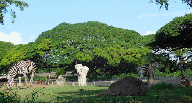 ホノルル動物園